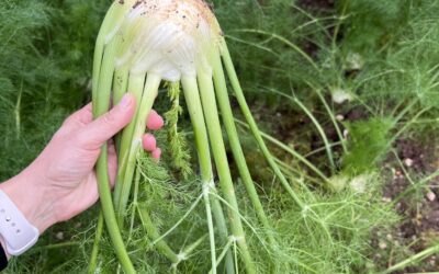 SPAGHETTI CON FINOCCHI, ACCIUGHE E PAN GRATTATO